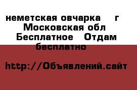 неметская овчарка 1,8г - Московская обл. Бесплатное » Отдам бесплатно   
